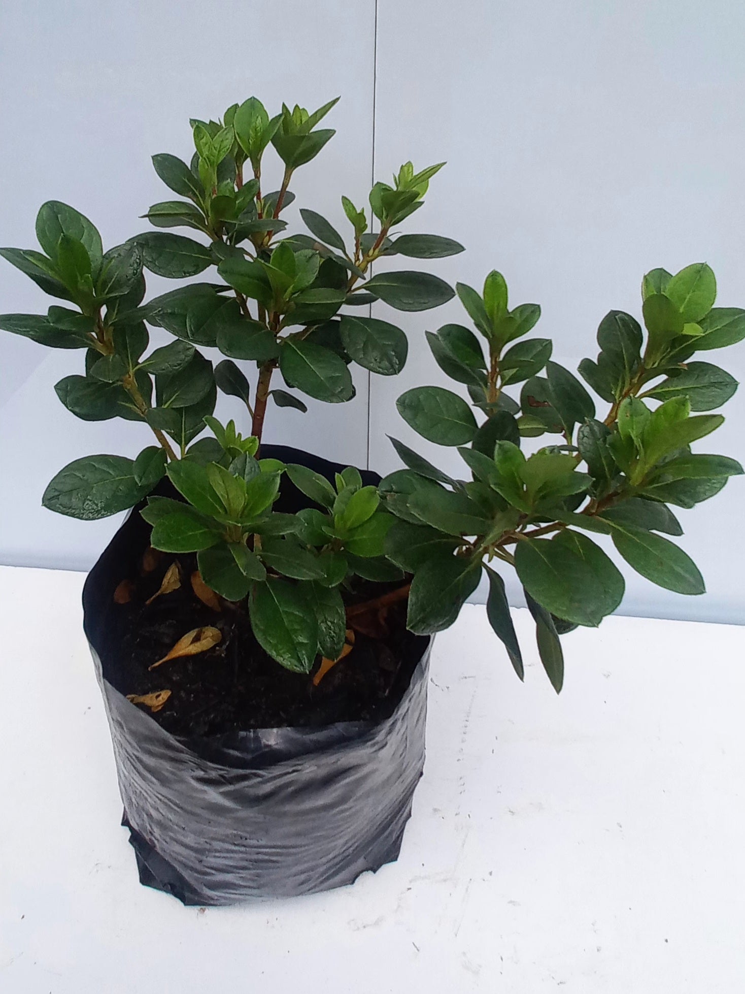 AZALEA INDICA CLAUDE GOYET 4L