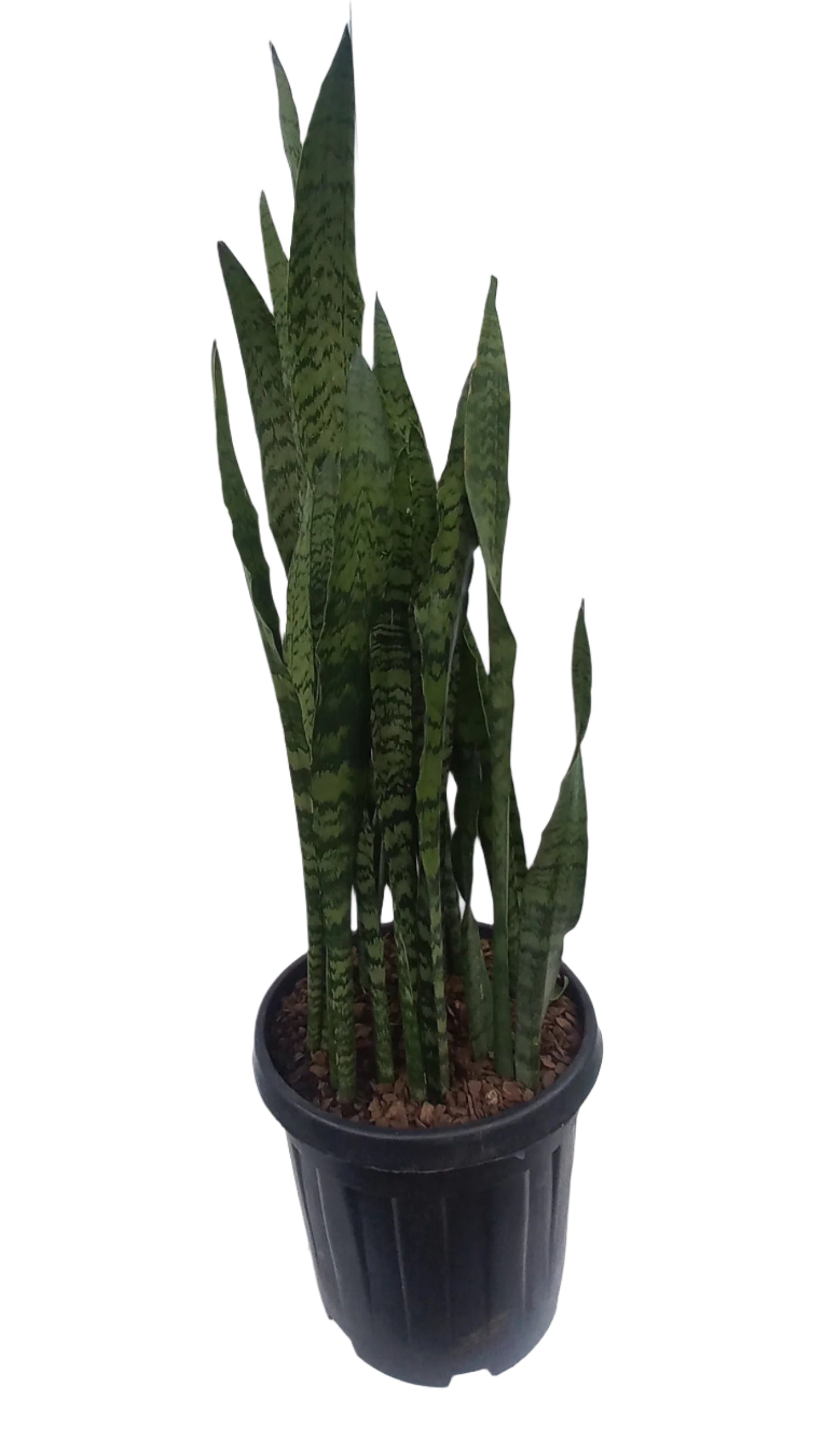 SANSEVIERIA VARIETY 35CM