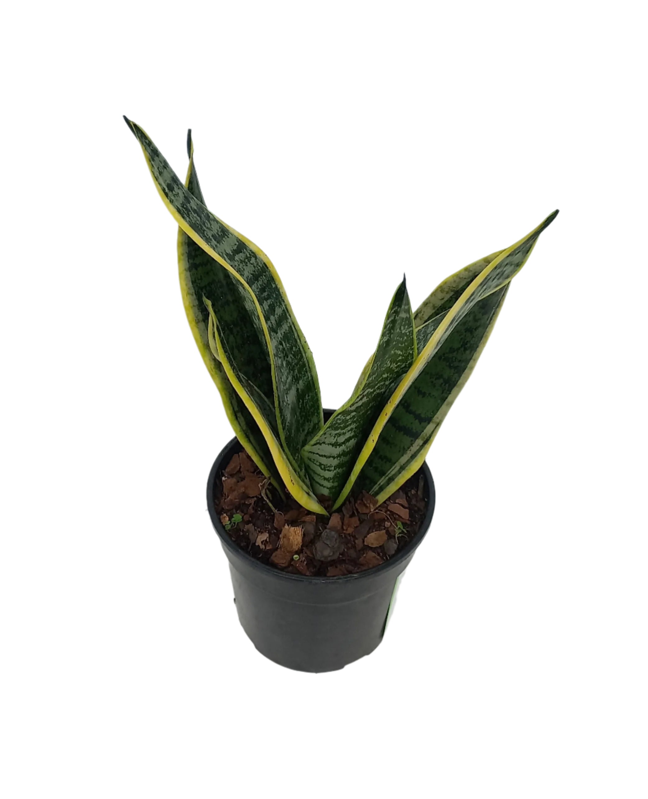 SANSEVIERIA VARIETY 15CM