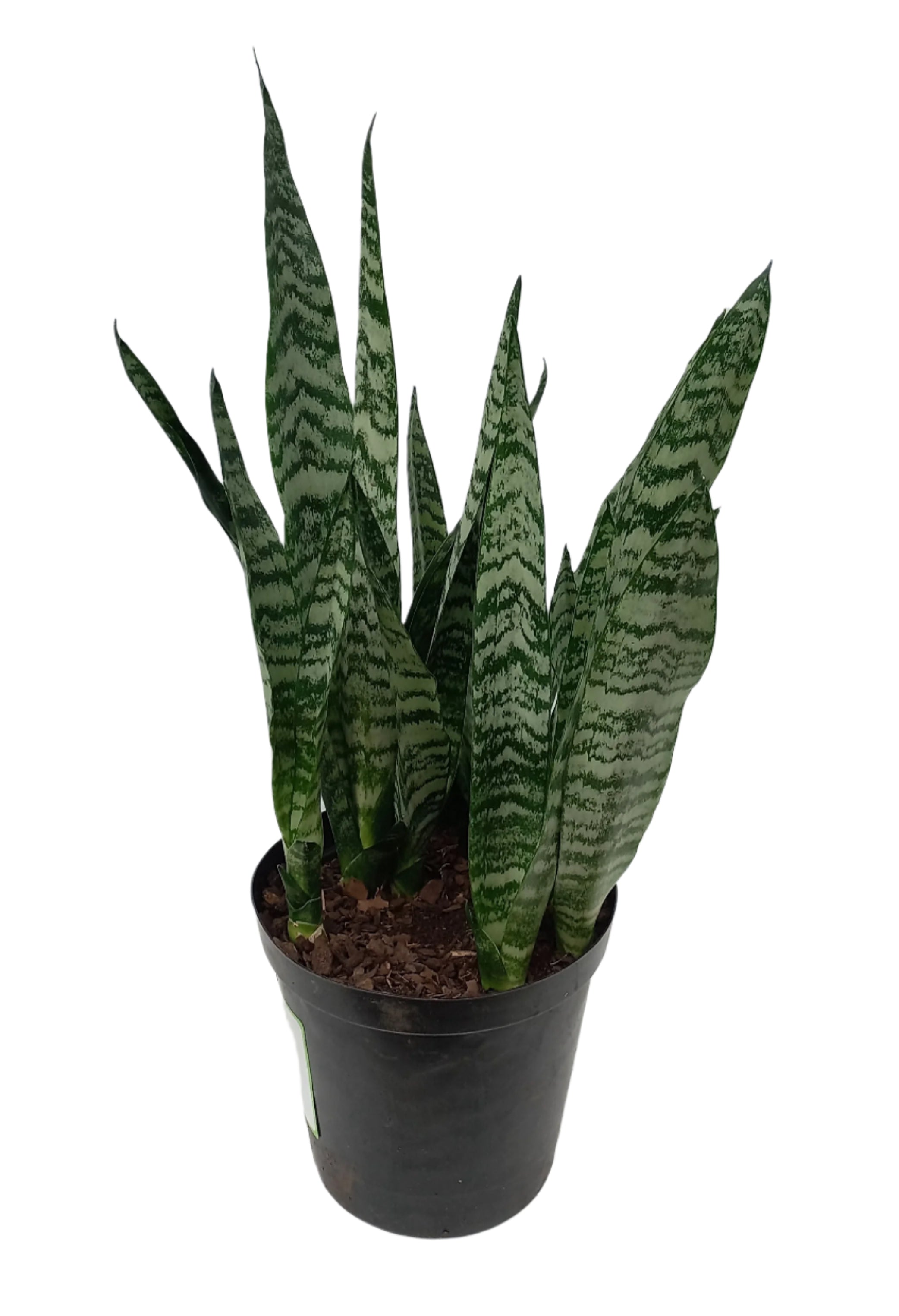 SANSEVIERIA VARIETY 20CM