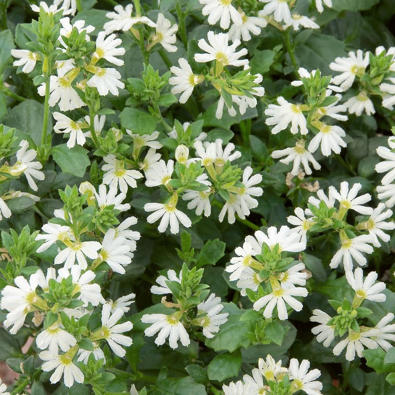 SCAEVOLA WHITE 16CM