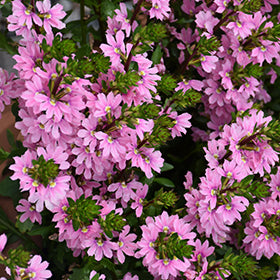 SCAEVOLA PINK 17CM