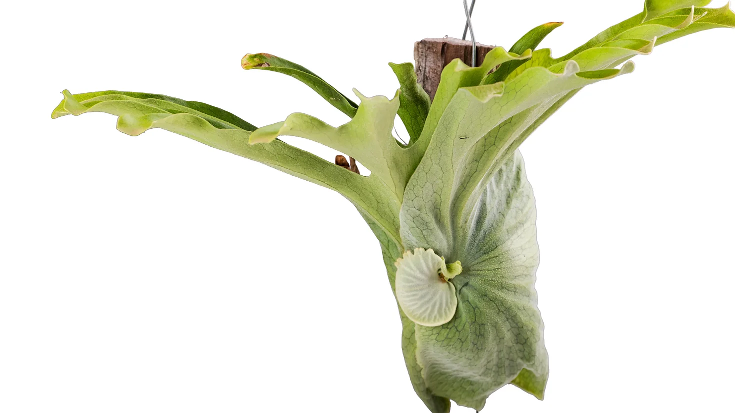 PLATYCERIUM SUPERBUM MED