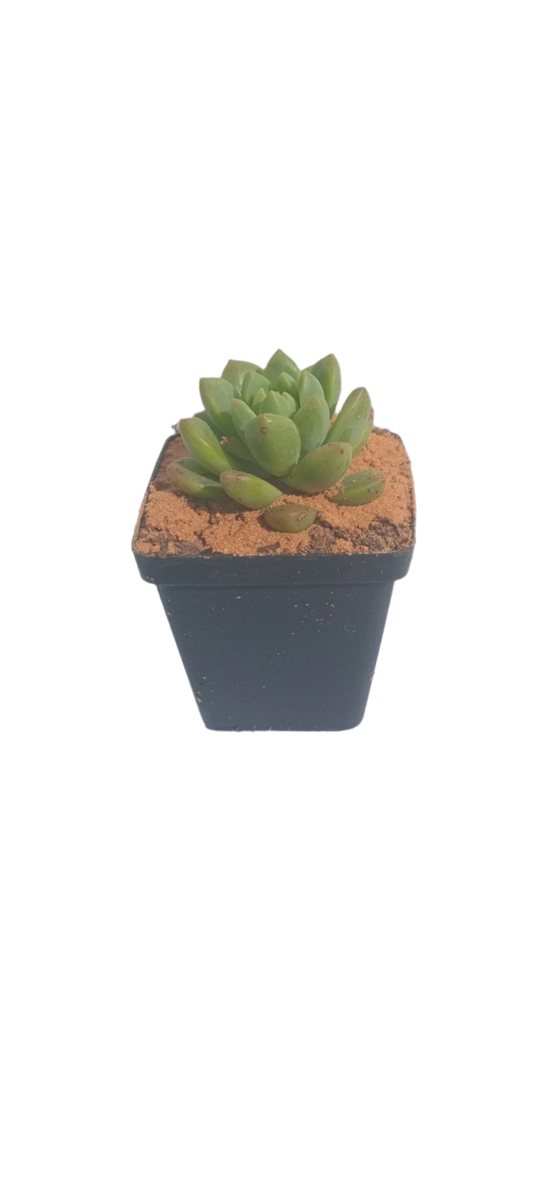 NGENA SUCCULENT MIXED 5CM