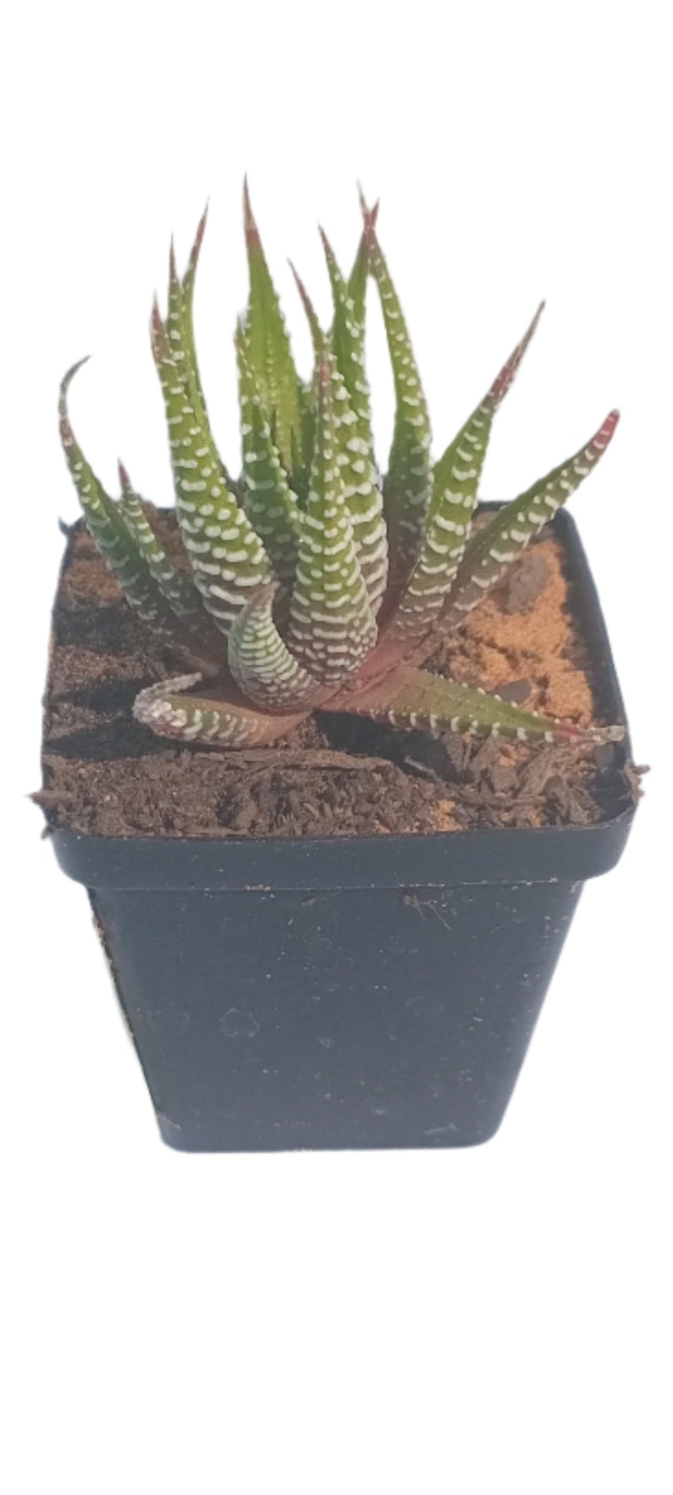 NGENA SUCCULENT MIXED 5CM