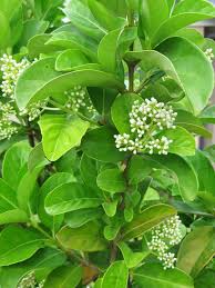 VIBURNUM ODORATISSIMUM 4L