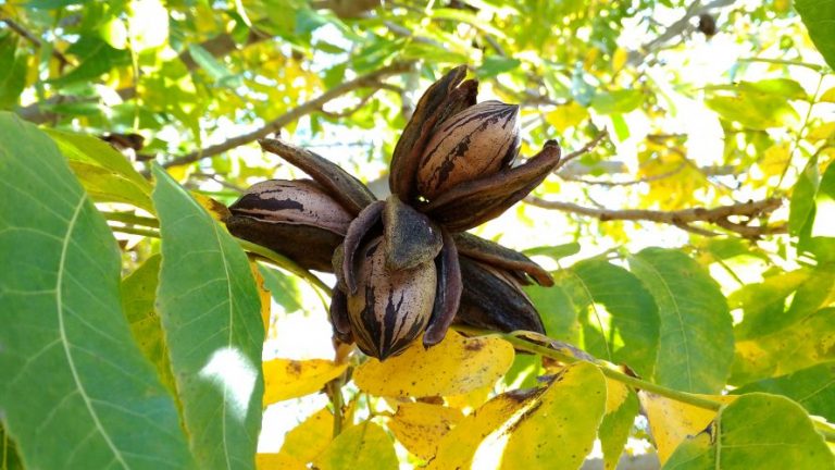 Pecan | Nut | Barton | Fruit | Trees | GardenShop