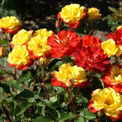 Rose | My | Granny | 5l | Roses | Outdoor | Plants | GardenShop