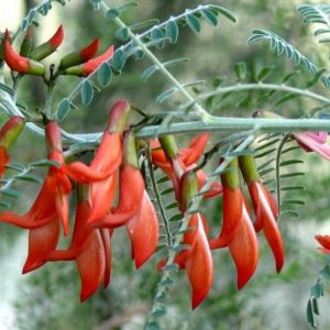 Sutherlandia Frutescens -Cancer Bush 20cm