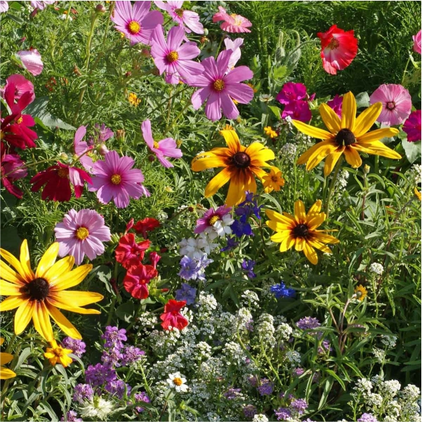 Salvia | Dwarf | Red | Gardenshop | Outdoor | Plant